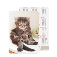 Карманный календарик. Котик. 2024 год