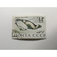 1971 СССР. Морские млекопитающие