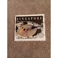 Сингапур. Скат. Blue-spotted stingray