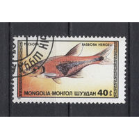 Монголия.1987.Рыбы (1 марка)