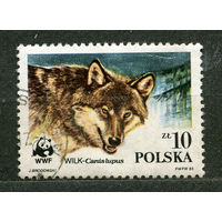 Фауна. Волк. WWF. Польша. 1985