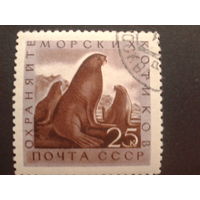 СССР 1960 морские котики