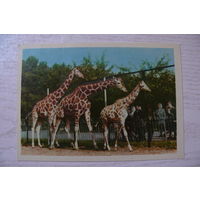 Семья жирафов; 1963, чистая.