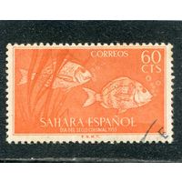 Испанская Сахара. Рыбы