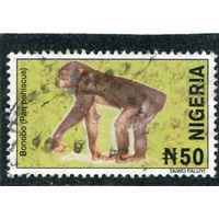 Нигерия. Фауна. Бонабо (карликовые шимпанзе)