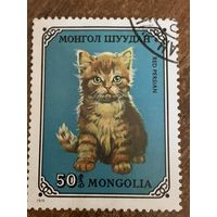 Монголия 1979. Домашние кошки. Red Persian. Марка из серии