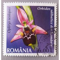 Орхидея. Румыния, 2007.