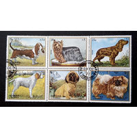 Шарджа, ОАЭ 1972 г. Собаки. Фауна, полная серия из 6 марок, сцепка #0134-Ф1