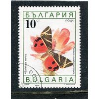 Болгария. Бабочка