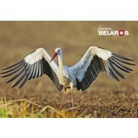 Беларусь 2022 посткроссинг фауна птицы аист