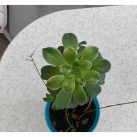Эониум Киви (карибский кактус)+кашпо стеклянное
