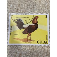 Куба 1981. Домашняя птица. Петух породы Cenizo. Марка из серии
