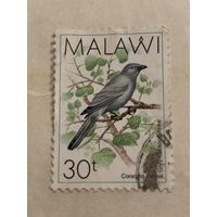 Малави. Фауна. Птицы