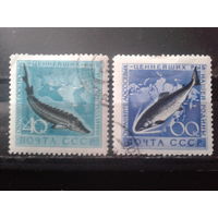 1959 Рыбы Полная серия с клеем