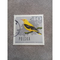 Польша 1966. Птицы. Oriolus