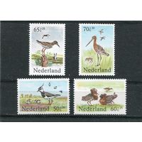 Нидерланды. Луговые птицы