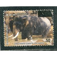 Шри Ланка. Фауна. Слон