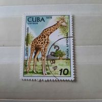 Куба 1978. Фауна Африки. Жираф