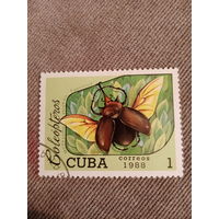 Куба 1988. Жуки. Megasoma Elephas Fabricius
