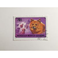 Монголия 1978. Собаки