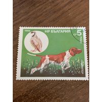 Болгария 1985. Охотничьи собаки. Пойнтер. Марка из серии