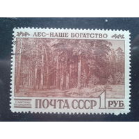 1960, Картина Шишкина Корабельная роща