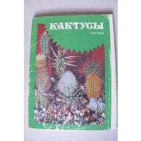 Комплект, Кактусы, выпуск 1; 1984, 24 открытки, чистые (размер 10*15).