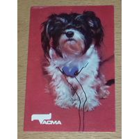 Календарик 1991 Собаки. Тасма