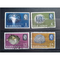 Барбадос 1965 Морская фауна