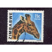 Зимбабве. Фауна. Жираф