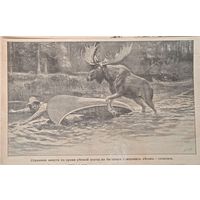 Страшная минута во время речной охоты на богатыря канадских лосов-сохатого  1909г. энциклопедическая гравюра.21х16см.