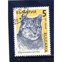 Болгария.Ми-3808.Европейский домашний кот.Серия: Кошки. 1989.