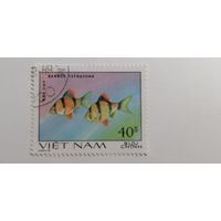 Вьетнам 1981. Аквариумные рыбки