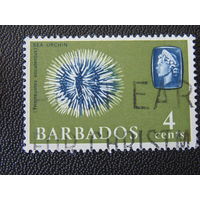 Барбадос 1965 г.  Морской ёж.