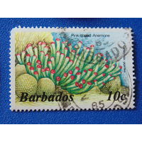 Барбадос. Морская фауна. 1985 г.