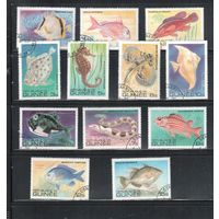 Гвинея-1980,(Мих.871-882)  гаш.  , Фауна, Рыбы (полная серия)