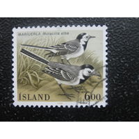 Исландия птицы 2