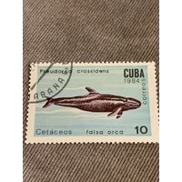 Куба 1984. Киты. Cetaceos falsa orca. Марка из серии