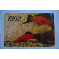 Календарик, 1992, Рыбы. Красный меченосец.