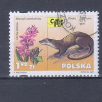 [1743] Польша 2001. Фауна.Выдра. Гашеная марка.