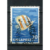 Сингапур - 1962/1967 - Рыбка 20C - [Mi.62] - 1 марка. Гашеная.  (Лот 79EZ)-T25P7