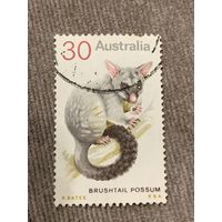 Австралия. Brushtail possum. Марка из серии