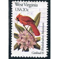 США. Штат Вирджиния. Фауна. Красный кардинал