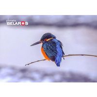 Беларусь 2022 посткроссинг фауна птицы зимородок