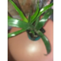 Растение бильбергия с Гавайев, 2 растения в горшке