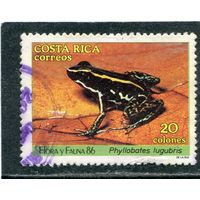 Коста-Рика. Фауна. Лягушка - очаровательный листолаз