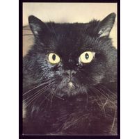 Чехословакия Чёрная кошка