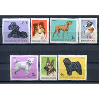 Венгрия - 1967г. - Собаки - полная серия, MNH, марка 30 F с небольшим пятнышком на лицевой стороне [Mi 2337-2343] - 7 марок