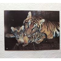Открытка "Семья бенгальских тигров",фото А.Авалова,1990,чистая