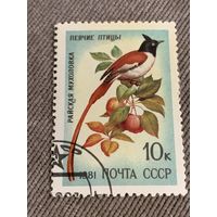 СССР 1981. Райские птицы. Марка из серии